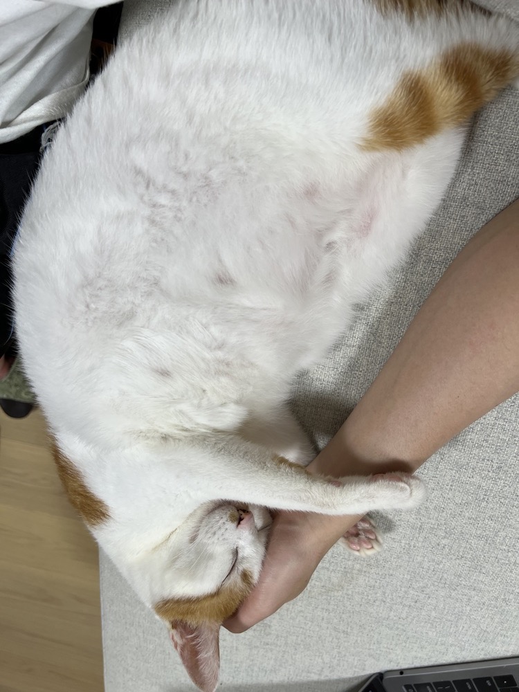 站長的貓 Yuki,10 歲